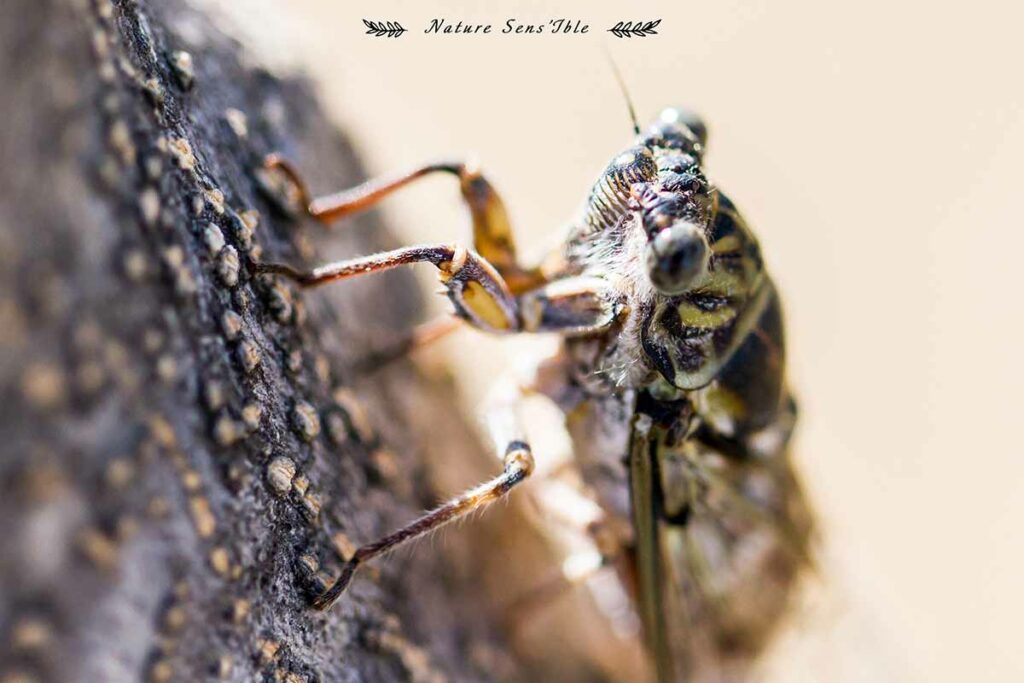 Cigale en macro – Photo animaux sauvage
