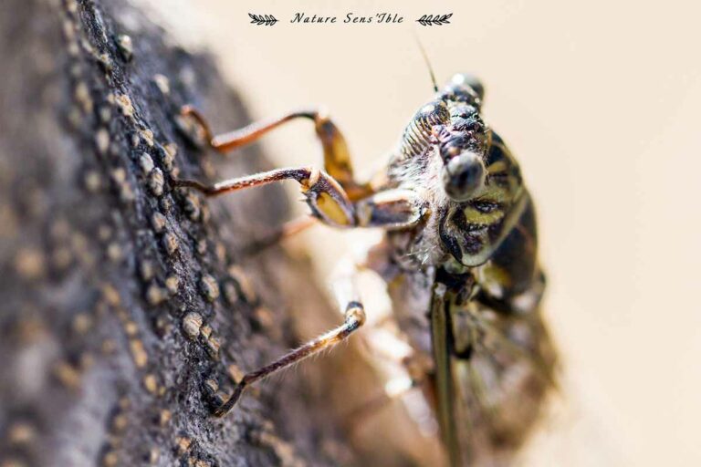 Cigale en macro – Photo animaux sauvage