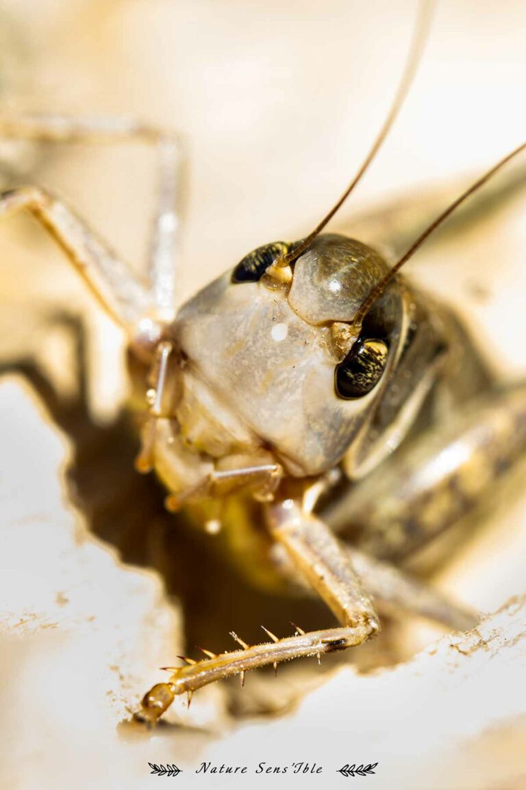 Criquet en macro – Photo animaux sauvage