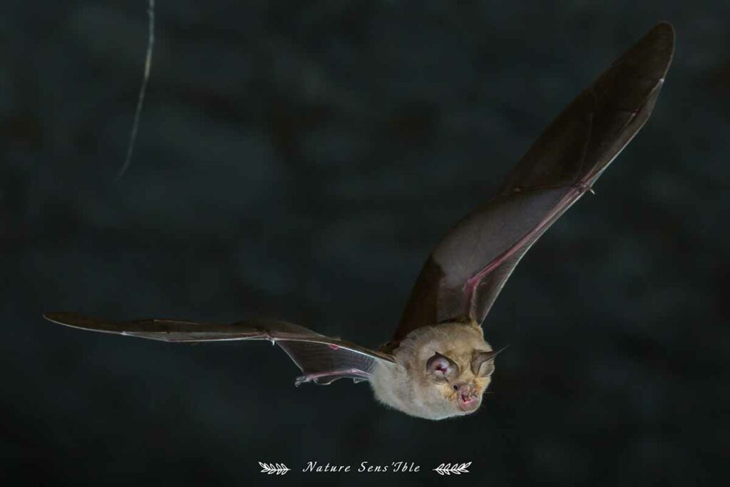 Chauve souris en vol – Photo animaux sauvage