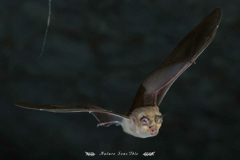 Chauve souris en vol – Photo animaux sauvage