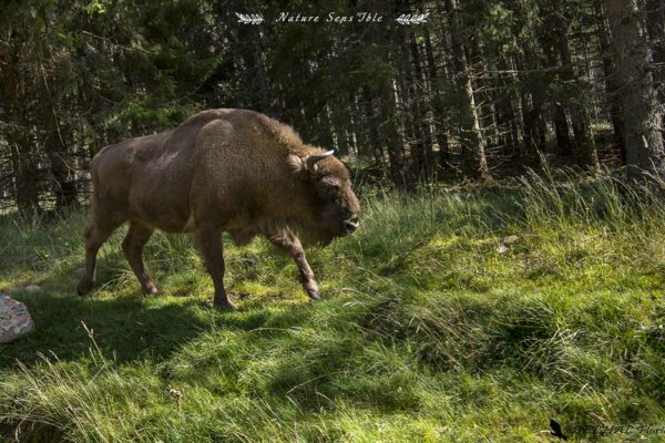 Bison d’Europe qui marche – Photo animaux sauvage