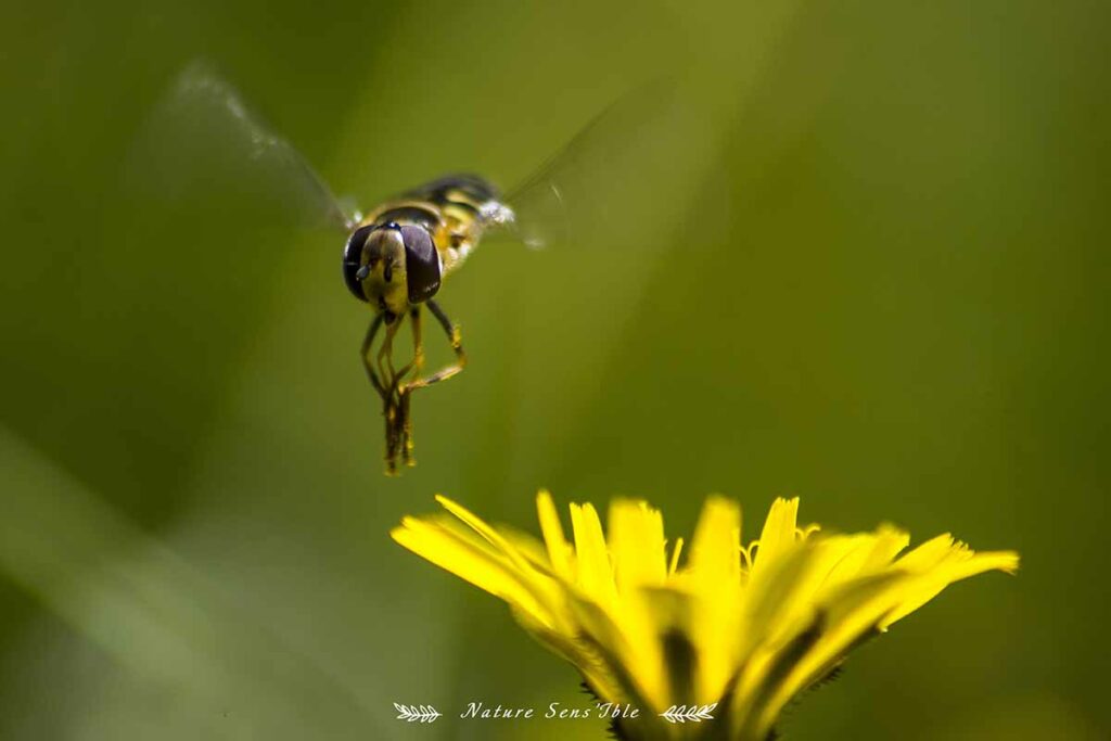 syrphe en vol – Photo animaux sauvage