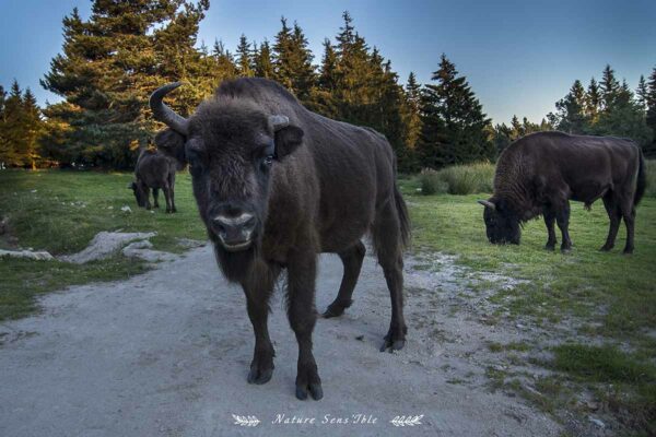 Bisons d’Europe groupe – Photo animaux sauvage