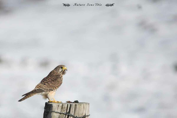 Faucon crécerelle hiver – Photo animaux sauvage