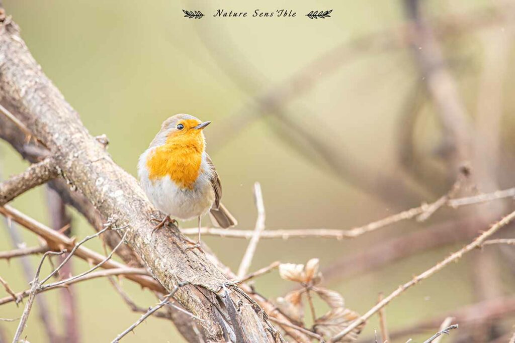 Rouge gorge posé sur sa branche – Photo animaux sauvage