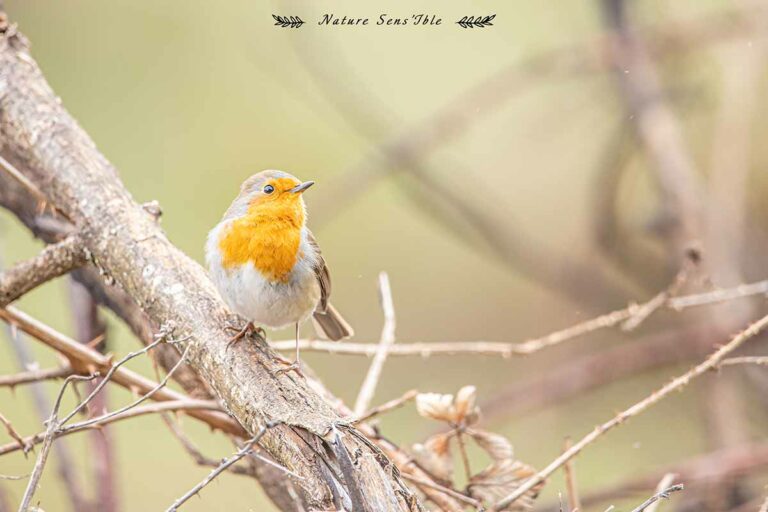 Rouge gorge posé sur sa branche – Photo animaux sauvage