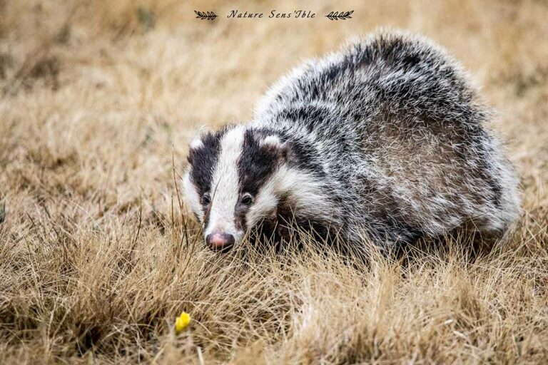Blaireau dans un pré – Photo animaux sauvage