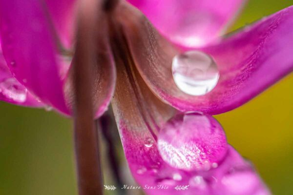 Macro fleur avec gouttes de pluie – Photo reportage paysage