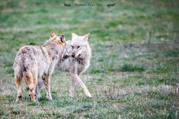 Couple de loup – Photo animaux sauvage