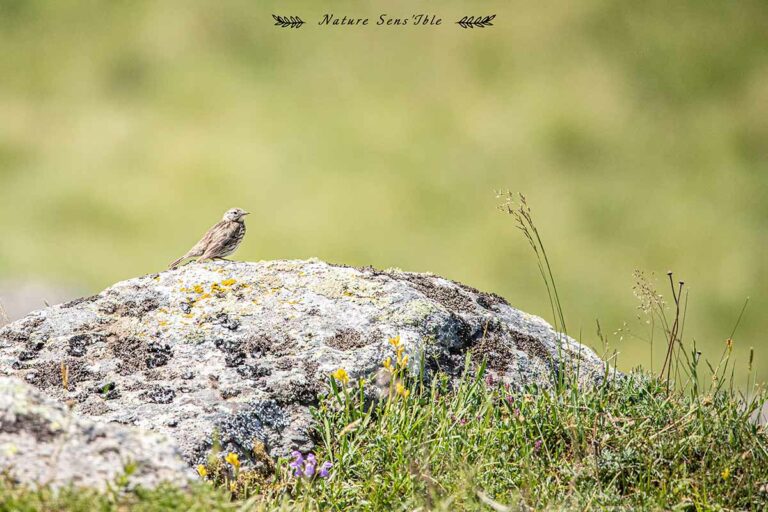 Allouette des champs posée sur un rocher – Photo animaux sauvage