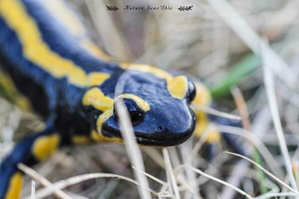 Salamandre tachetée – Photo animaux sauvage