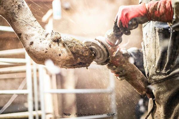 Parage des onglons d’une vache – Photo reportage animaux