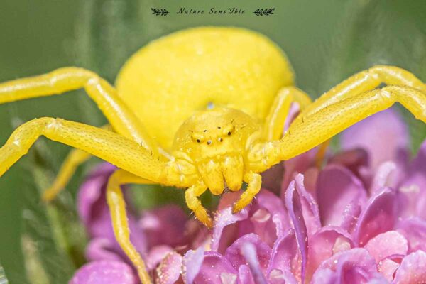 Araignée en macro – Photo animaux sauvage