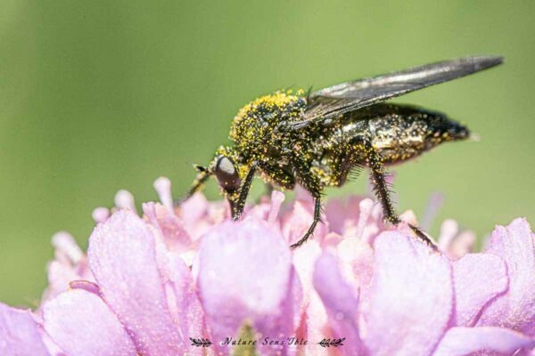 Insectes en macro pollen et fleur – Photo animaux sauvage