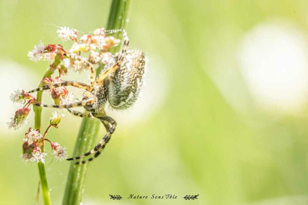Araignée en macro sur une fleur – Photo animaux sauvage