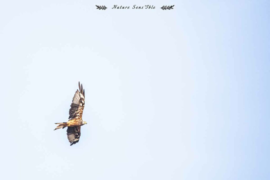 Milan royal en vol – Photo animaux sauvage