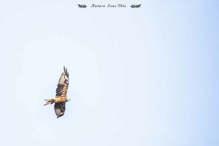 Milan royal en vol – Photo animaux sauvage