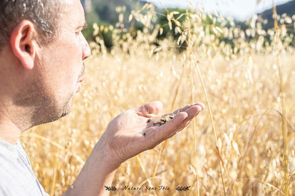 Portrait d’un agriculteur vérifiant la qualité de ses cériales – Photo shooting extérieur
