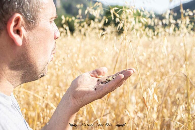 Portrait d’un agriculteur vérifiant la qualité de ses cériales – Photo shooting extérieur