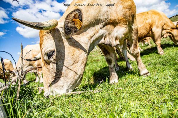 Vaches Aubrac qui pâturent des les champs – Photo reportage animaux