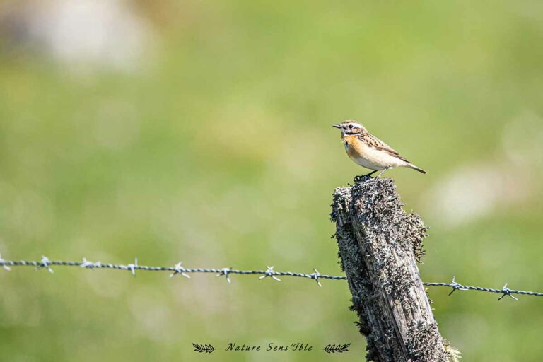 Tarier des près – Photo animaux sauvage
