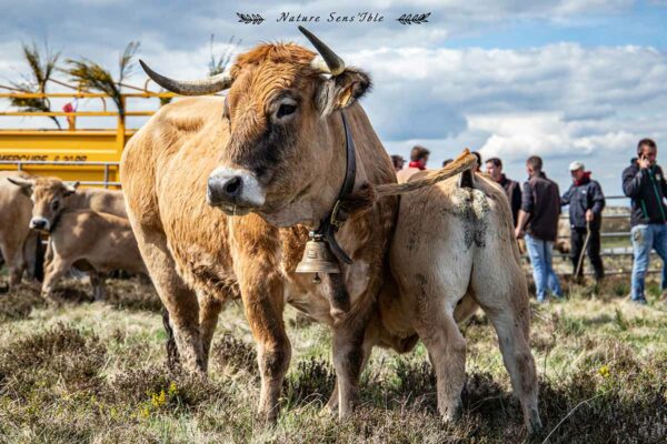 Vache et son veau durant la transhumance – Photo reportage animaux