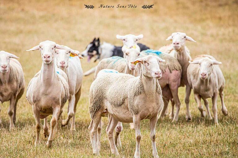 Brebis et leur chien de troupeau – Photo reportage animaux