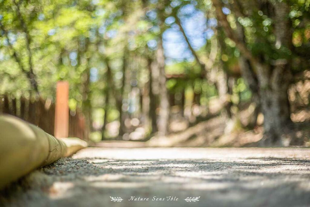 Chemin parc des loups – Photo reportage paysage