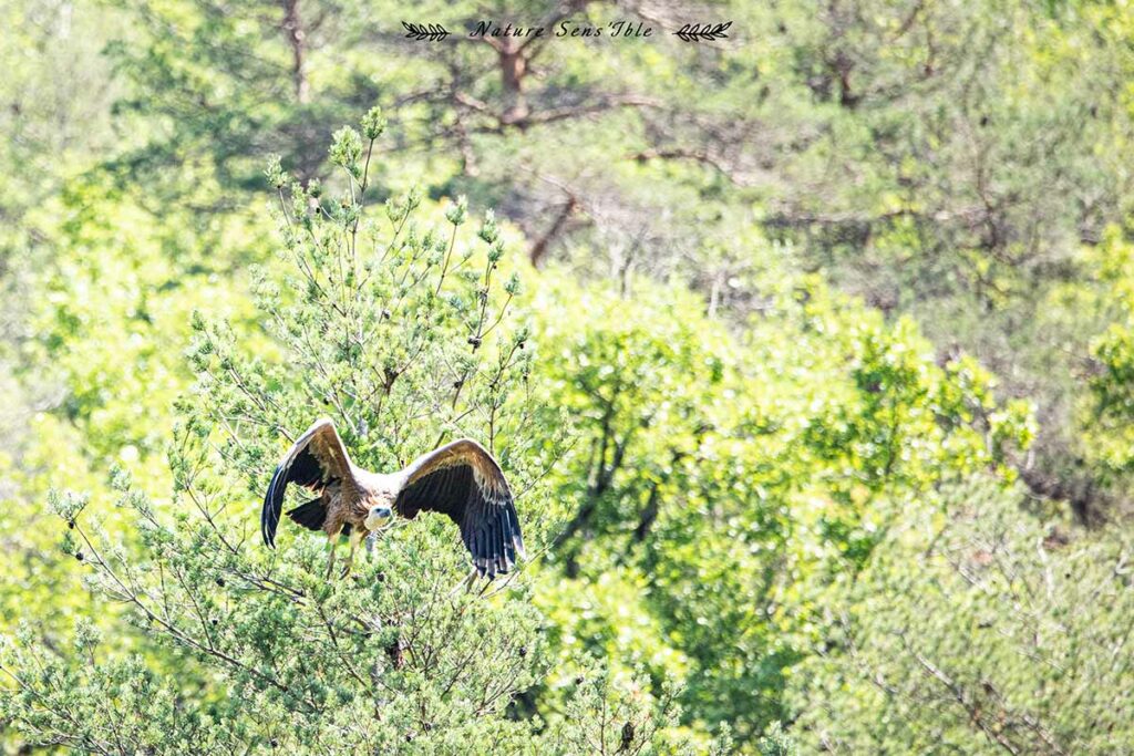 Vautour fauve au décollage – Photo animaux sauvage