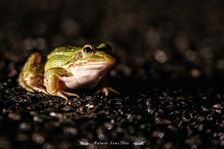 Grenouille sur la route – Photo animaux sauvage