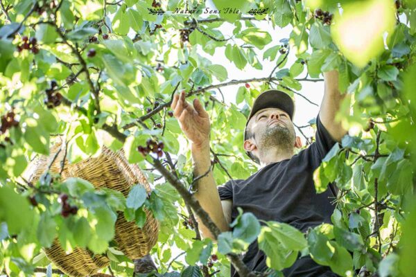 Olivier de la ferme des RIEU récoltant ses fruits pour les glaces – Photo reportage professionnel