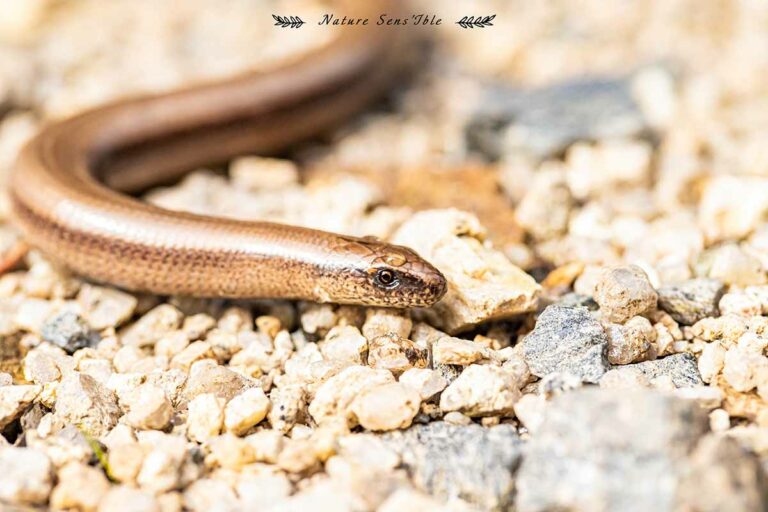 Orvet en Macro – Photo animaux sauvage