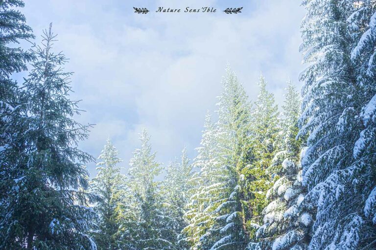 Forêt de pin enneigée – Photo reportage paysage