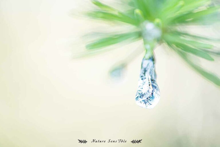 Macro glace forêt – Photo reportage paysage