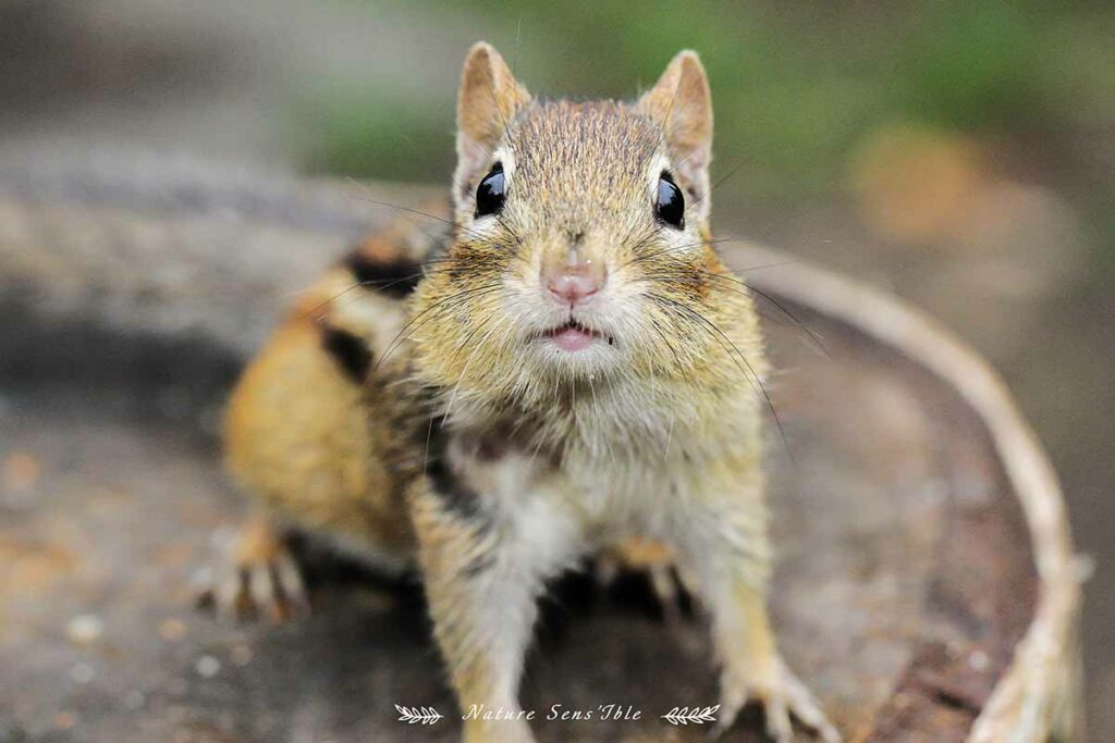 Tamia gros plan – Photo animaux sauvage