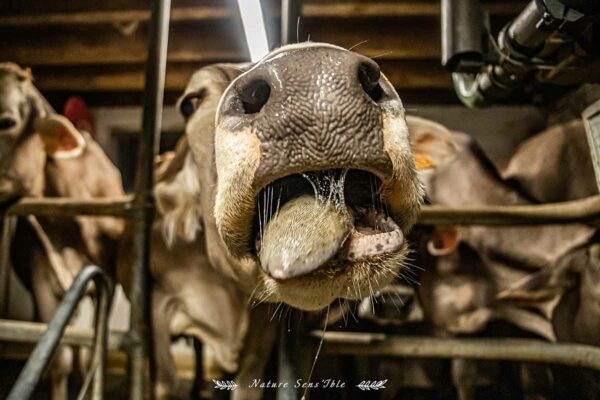 Un bisous baveux d’une vache des agriculteurs de fromage Saveur Lozère – Photo reportage animaux