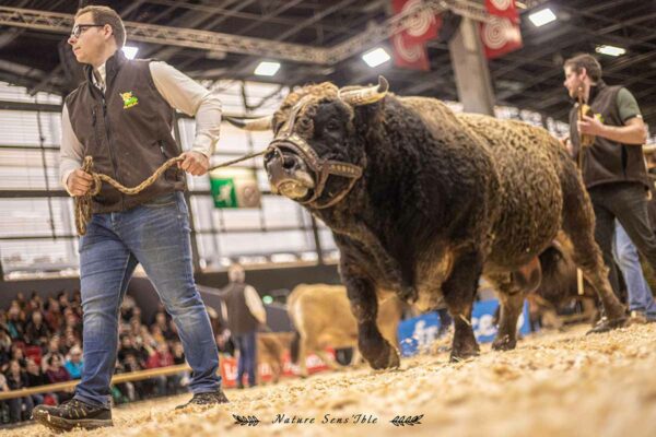 Taureau Aubrac en concours au Salon International de l’Agriculture à Paris – Photo reportage animaux