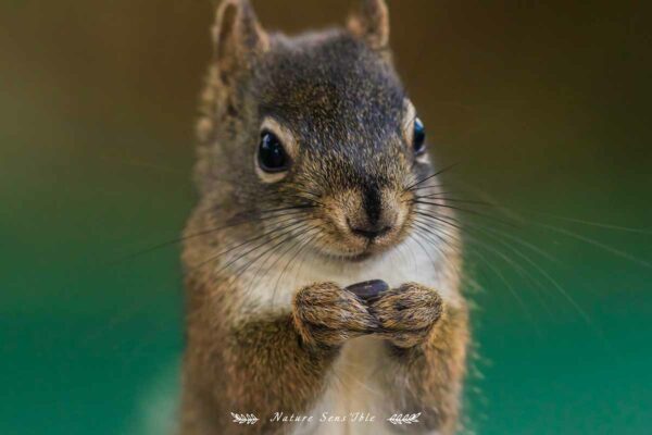 Ecureuil qui mange une graine – Photo animaux sauvage