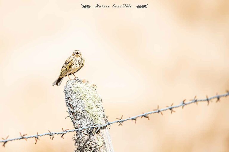 Pipit farlouse sur le piquet – Photo animaux sauvage