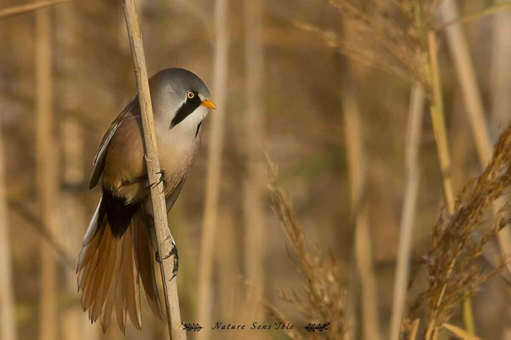 Panure à moustache sur un roseau – Photo animaux sauvage