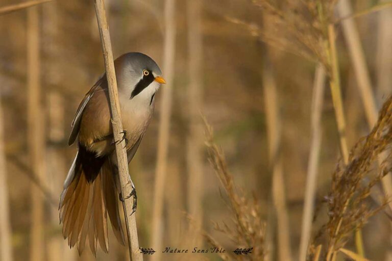 Panure à moustache sur un roseau – Photo animaux sauvage