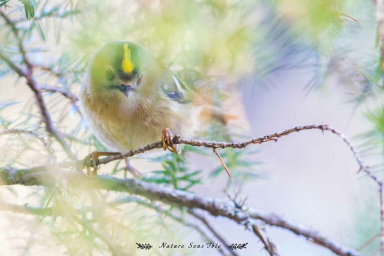 Roitelet huppée gros plan – Photo animaux sauvage