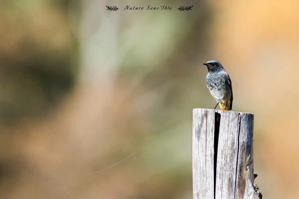 Rougequeue noir sur un piquet – Animaux (29)