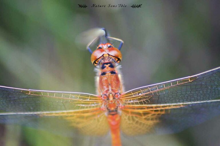 Libellule dorée en macro – Animaux (30)