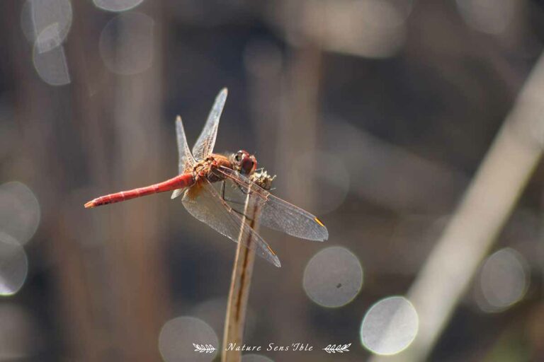Libellule de Fronscolombe sur roseau – Animaux (31)