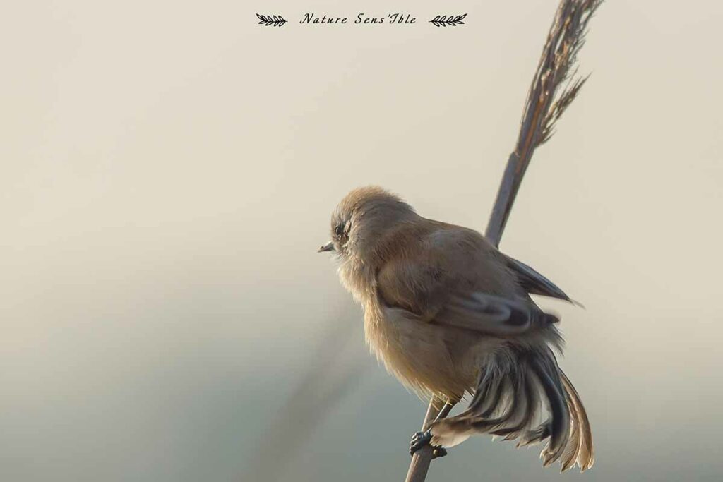 Remiz penduline sur un rosea – Photo animaux sauvage