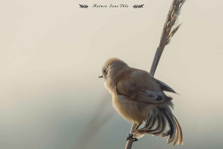 Remiz penduline sur un rosea – Photo animaux sauvage